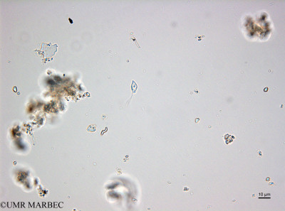 phyto/Bizerte/bizerte_bay/RISCO February 2015/Leucocryptos marina (ancien Baie_T5_CWD3_Plagio_joli160211_001_ovl-3).tif(copy)_thumb.jpg